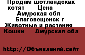 Продам шотландских котят!!! › Цена ­ 5 000 - Амурская обл., Благовещенск г. Животные и растения » Кошки   . Амурская обл.